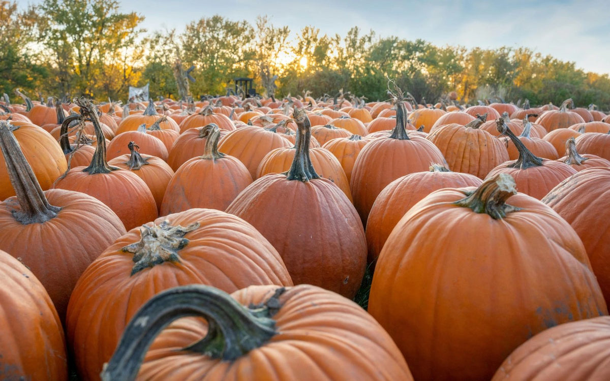 Pumpkin Season